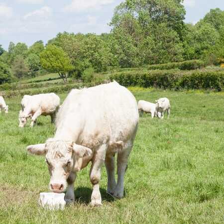 Animal Feeding Salt - Koyuncu Salt