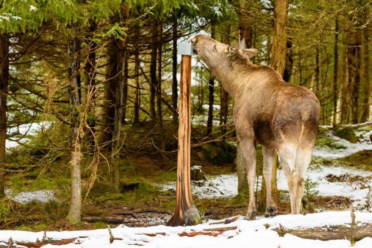 How to Set Up a Salt Lick for Deer Adventure Blog