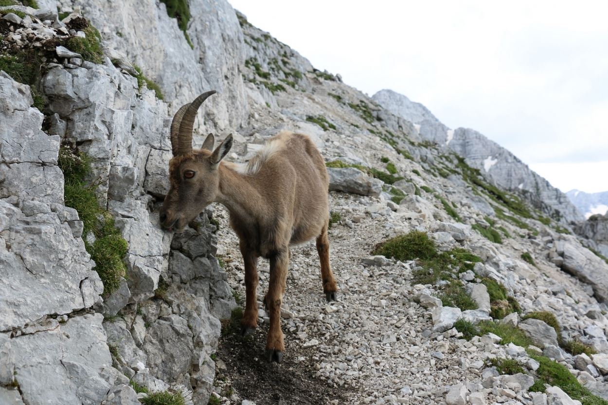 why-do-animals-need-salt-salt-library-koyuncu-salt